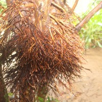 Syzygium myrtifolium Walp.